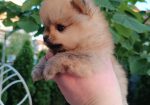 Pomeranac Top zenka