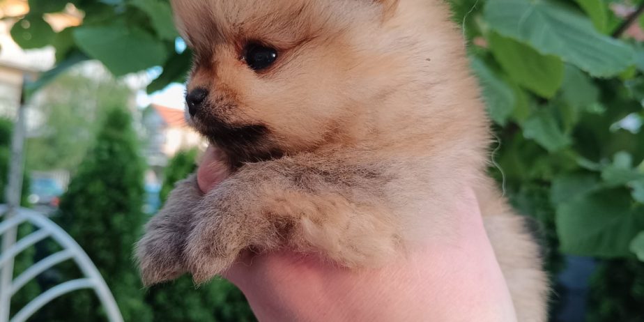 Pomeranac Top zenka