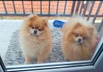 Pomeranac Top zenka