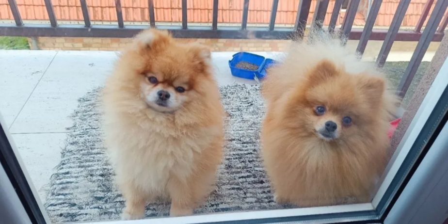 Pomeranac Top zenka