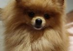 Pomeranac Top zenka