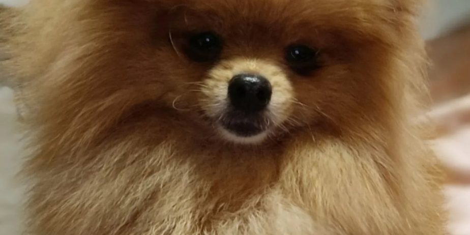 Pomeranac Top zenka