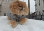 Pomeranac Top zenka