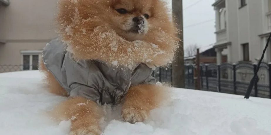 Pomeranac Top zenka