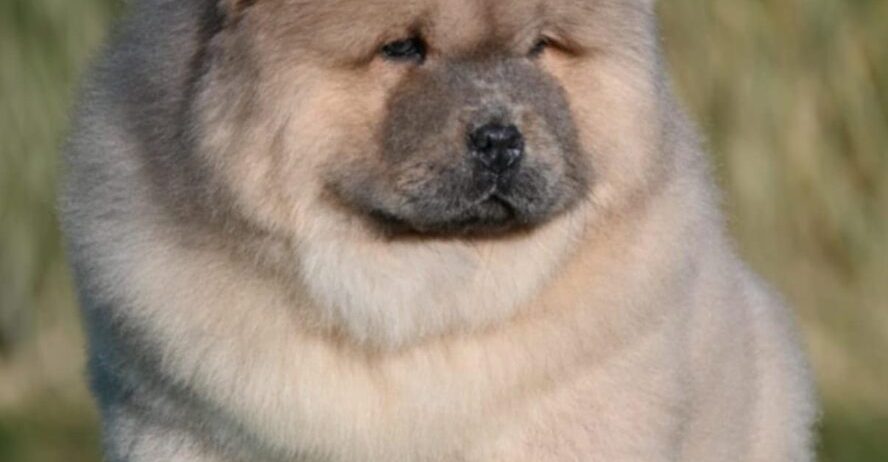 Chow Chow Cau Cau Čau Čau