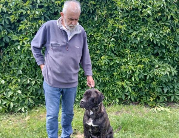 Cane Corso