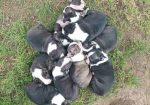 Boston terrier