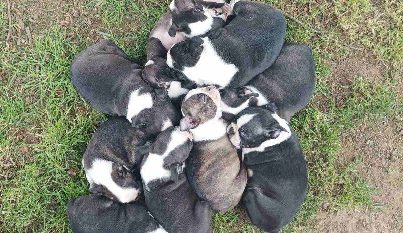 Boston terrier