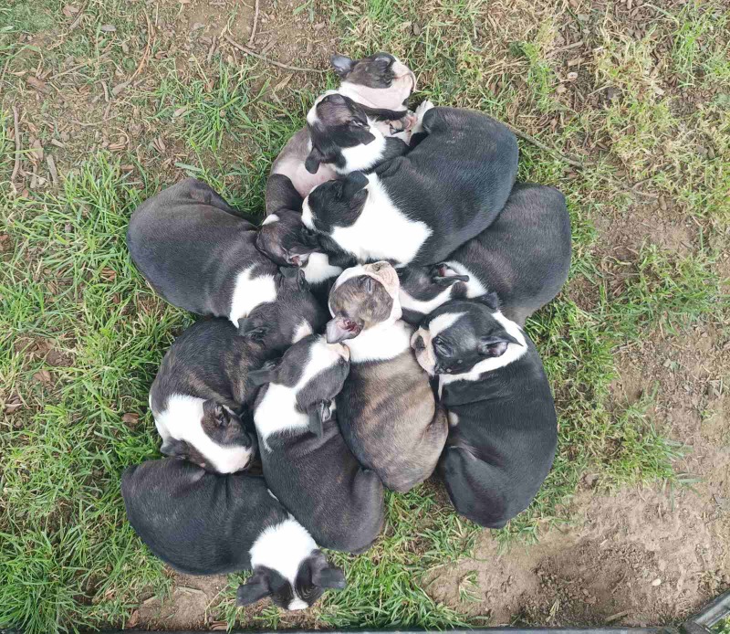 Boston terrier