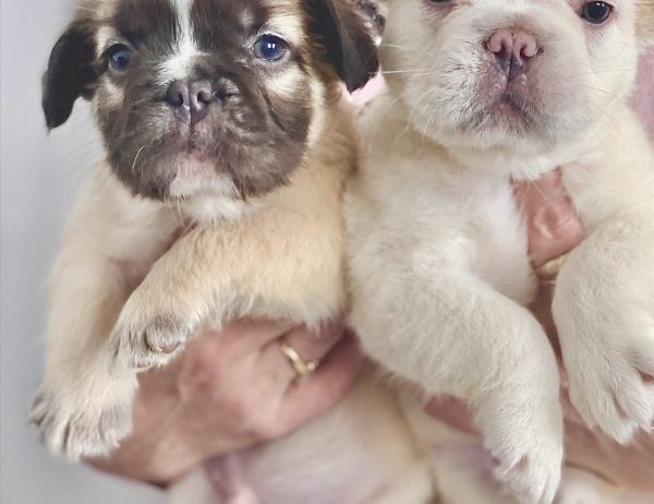 Francuski buldog štenci dugodlaki,”fluffy”