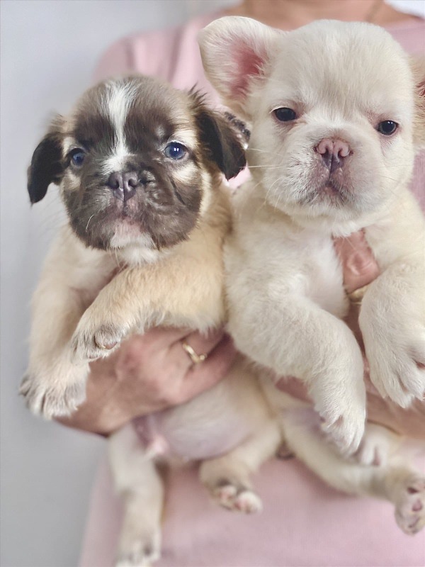 Francuski buldog štenci dugodlaki,”fluffy”