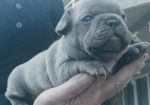 Francuski buldog plavi i klasik stenci
