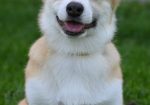 Velski korgi/Welsh Corgi Pembroke