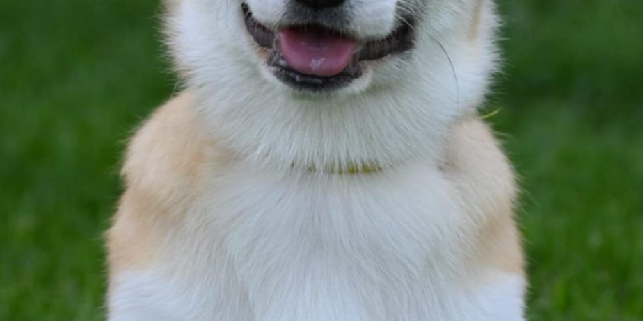 Velski korgi/Welsh Corgi Pembroke