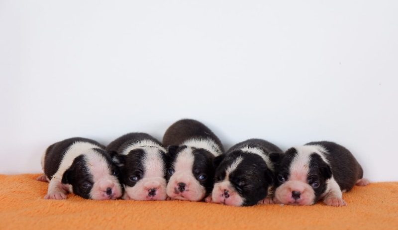 Boston terrier