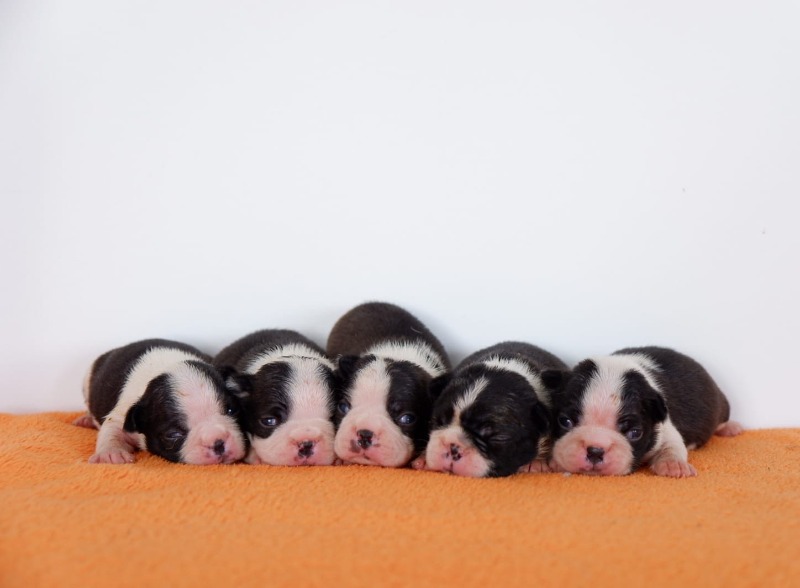 Boston terrier
