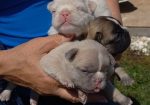 Francuski buldog štenci dugodlaki,”fluffy”