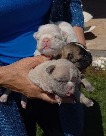 Francuski buldog štenci dugodlaki,”fluffy”