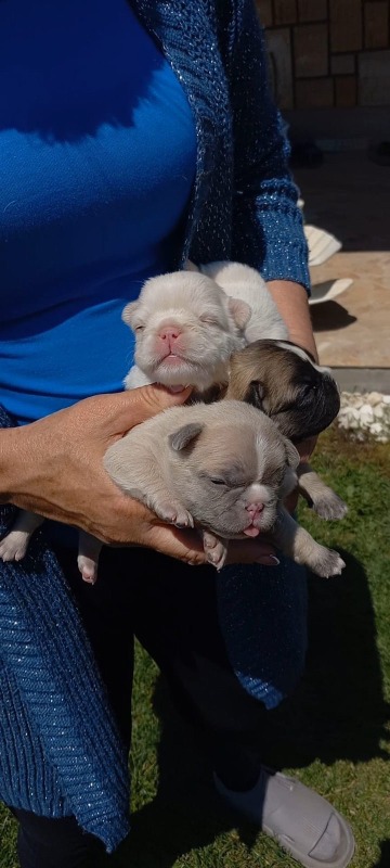 Francuski buldog štenci dugodlaki,”fluffy”