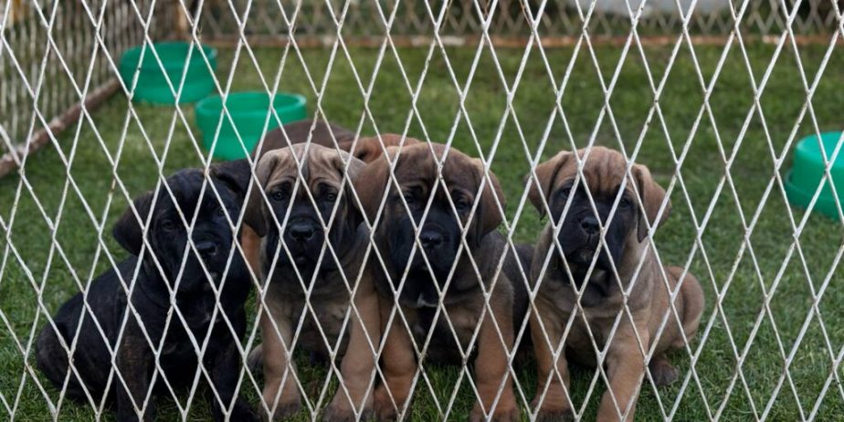 Cane Corso Kane Korso TOP KVALITET