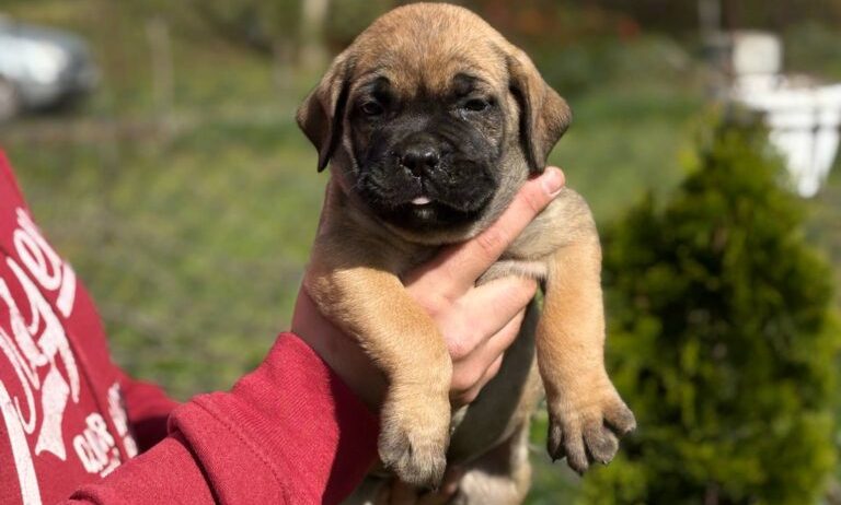 Cane Corso Kane Korso TOP KVALITET