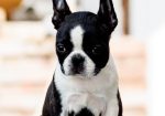 Boston terrier