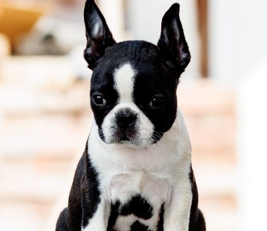 Boston terrier