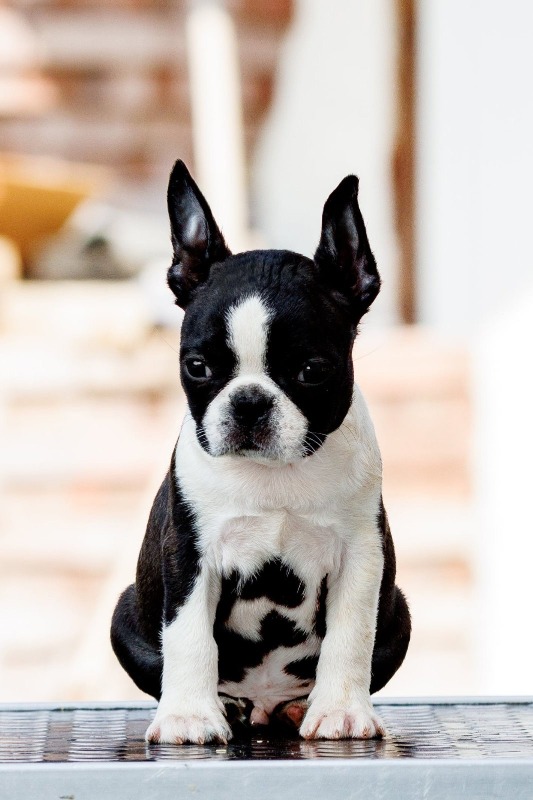 Boston terrier