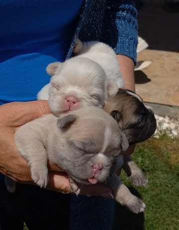 Francuski buldog štenci dugodlaki,”fluffy”