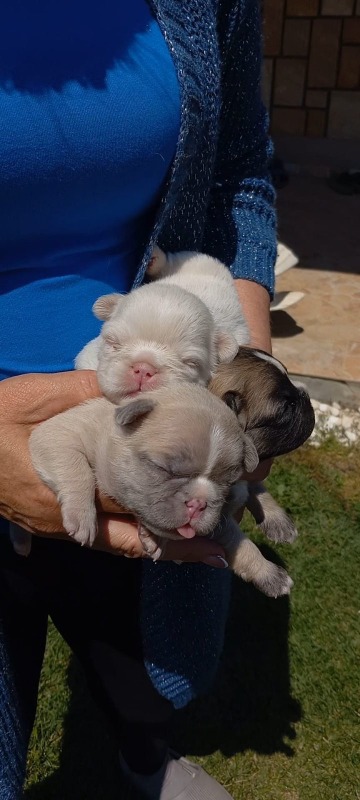 Francuski buldog štenci dugodlaki,”fluffy”