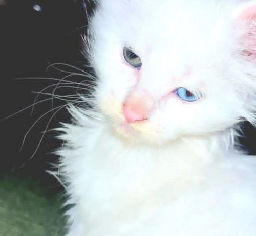 Maine Coon mačići