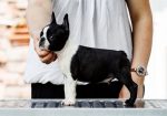 Boston terrier