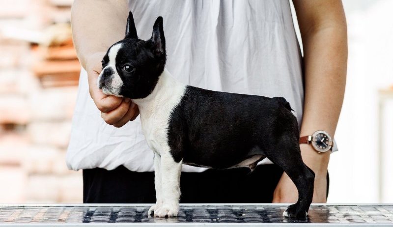 Boston terrier