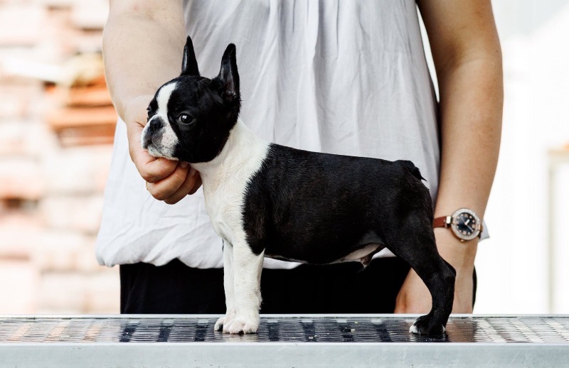 Boston terrier