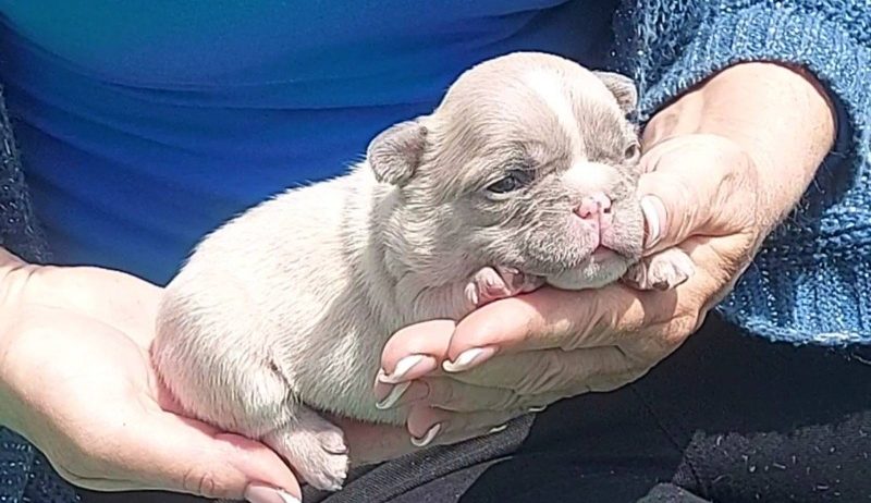 Francuski buldog štenci dugodlaki,”fluffy”