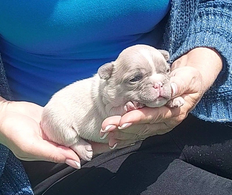 Francuski buldog štenci dugodlaki,”fluffy”