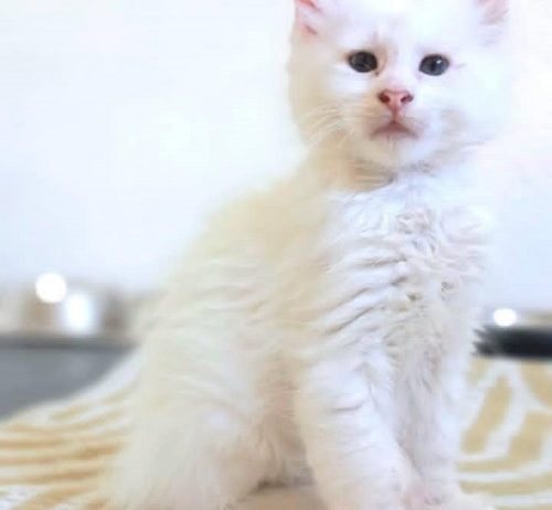 Maine Coon mačići