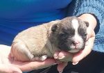 Francuski buldog štenci dugodlaki,”fluffy”