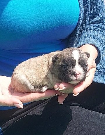 Francuski buldog štenci dugodlaki,”fluffy”
