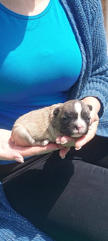 Francuski buldog štenci dugodlaki,”fluffy”