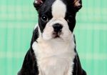Boston terrier