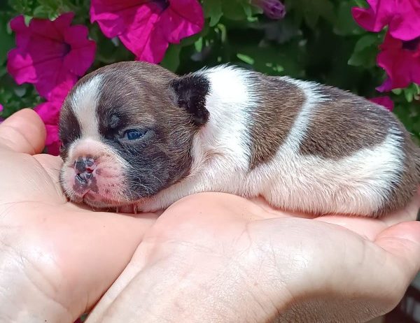Francuski buldog plavi i klasik stenci