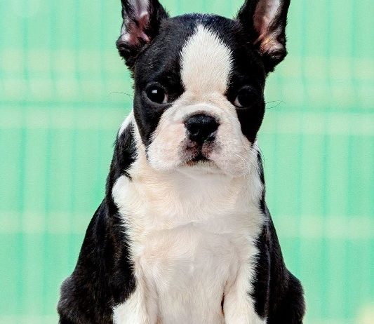Boston terrier