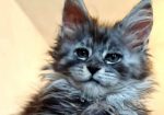 Maine Coon mačići