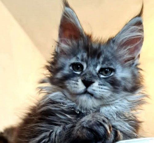 Maine Coon mačići