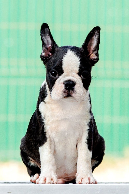 Boston terrier