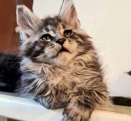 Maine Coon mačići