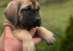 Cane Corso Kane Korso TOP KVALITET