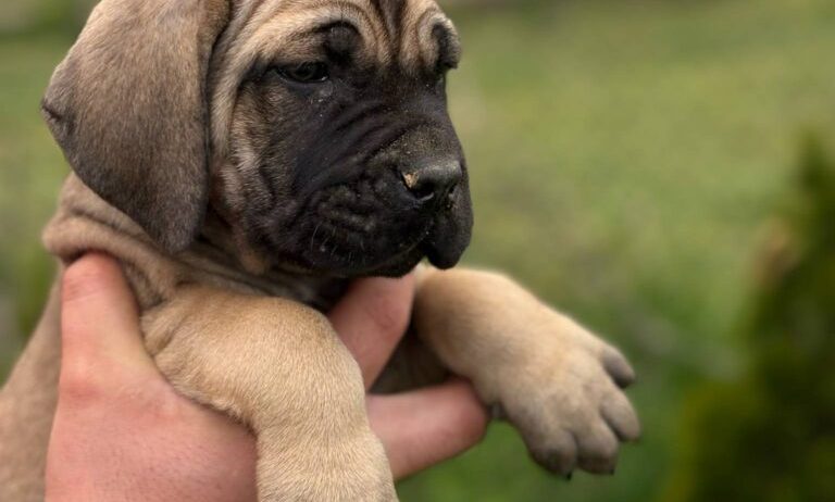 Cane Corso Kane Korso TOP KVALITET