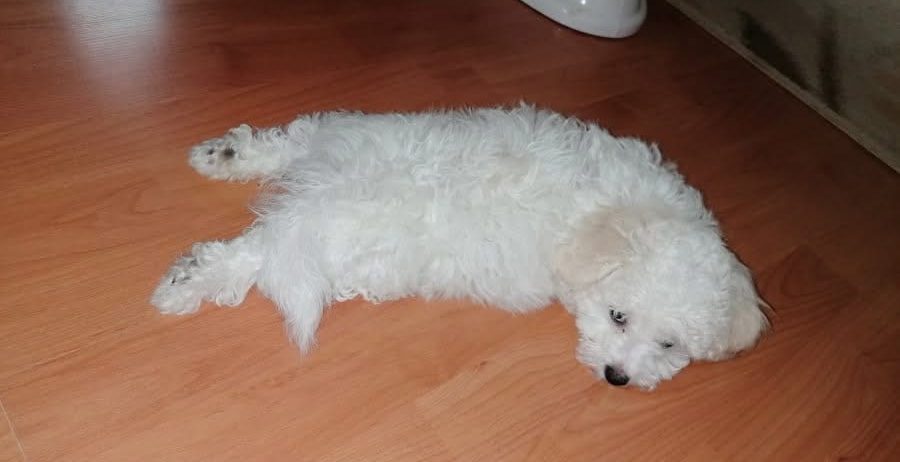 Kovrdžavi bišon štenci na prodaju